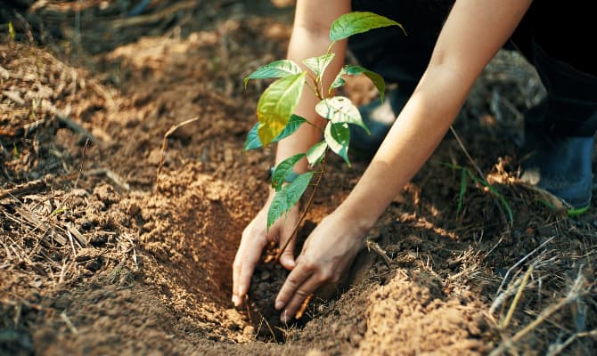 Photo Tree planting by aufBuchen e.V.